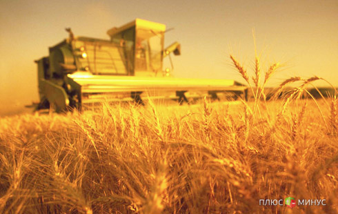 Египет вычеркнул Украину из списка зерновых поставщиков
